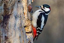 Male Red Woodpecker