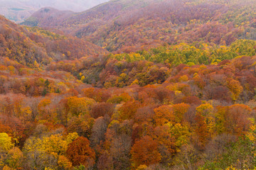 Sticker - Autumn landscape