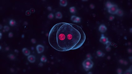 a single human or animal cell splits into 2 cells