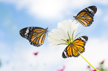 Wall Mural - tree butterfly on cosmos flower with blue sky in the park.