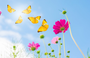 Wall Mural - cosmos flower with butterfly flying in the sky.