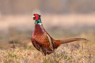 Wall Mural - Wild pheasant in a field