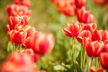 Red beautiful flowers in field