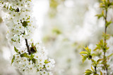 Tree flowers on branches blossoming