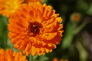 Calendula flowers on the sunny summer day