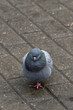  Pigeon in the square