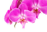 Fototapeta Storczyk - orchid  pink  flower