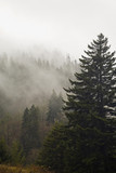 Fototapeta  - Evergreens, Autumn, Great Smoky Mountains NP