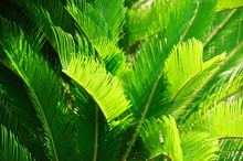Close Up On Green Cycas Revolute Leaves In The Garden