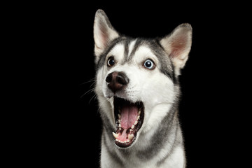 portrait of amazement siberian husky dog opened mouth surprised on isolated black background, front 