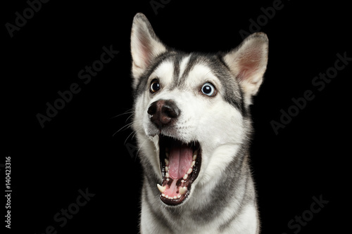 Fotomural Portrait of Amazement Siberian Husky Dog opened mouth surprised on Isolated Blac