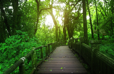  old wood bridge or walkway with green moss plant and tree in the plentiful jungle or forest with pavilion on sunlight at doi inthanon