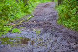 Fototapeta Sawanna - Forest path after the rain