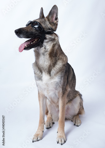 german shepherd with goggles