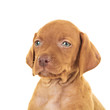 head of a cute viszla puppy dog