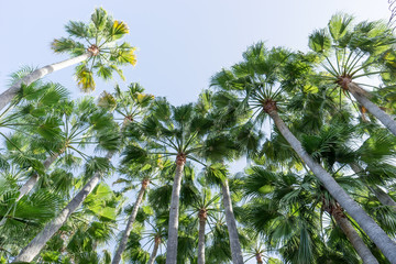 palm trees / Palm trees against a blue sky