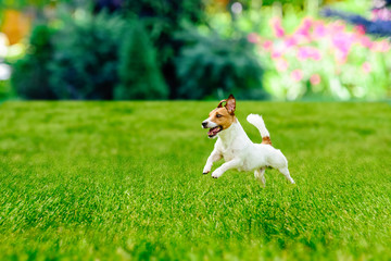 Wall Mural - Happy active dog playing at  colorful garden lawn