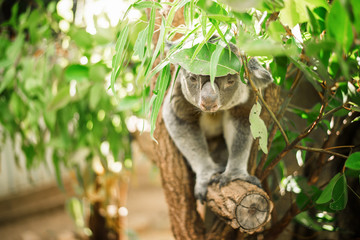 Wall Mural - australian koala outdoors in a eucalyptus tree.