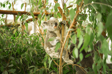 Wall Mural - australian koala outdoors in a eucalyptus tree.