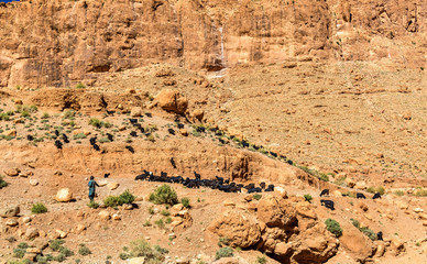 Canvas Print - Herd of goats at Todra Gorges, Morocco