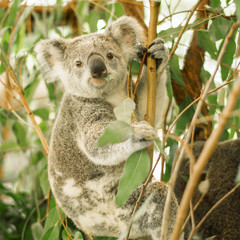 Wall Mural - australian koala outdoors in a eucalyptus tree.