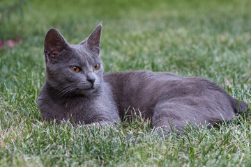 Grey cat