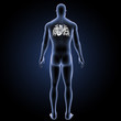 © 7activestudio - Heart with body posterior view