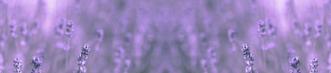Wall Mural - wild field lavender
