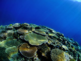 Fototapeta Do akwarium - 沖縄県宮古島の珊瑚