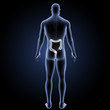© 7activestudio - Large intestine with body posterior view