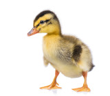 Fototapeta Zwierzęta - Cute little newborn fluffy duckling. One young duck isolated on a white background. Nice small bird.