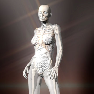 Digital 3D Rendering of the female human Anatomy