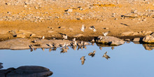 A Flock Of Cape Turtle-Doves (Streptopelia Capicola) At Waterhole In Etosha National Park, Namibia.