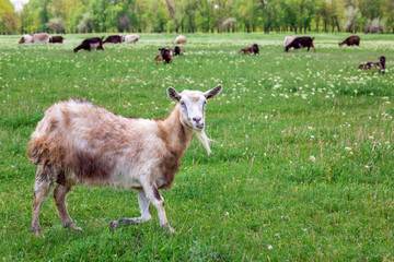 The goat is grazed on a lawn.