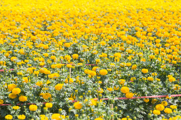 Wall Mural - field of yellow marigold flower in farm