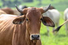 Brown Ox With Horns On Fattening Regime