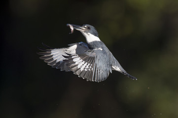 Canvas Print - A male Belted Kingfisher flies in front of a dark background with a minnow in its beak on a bright sunny day.