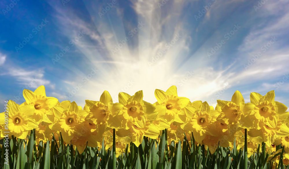 Beautiful Bright Spring Daffodils  - obrazy, fototapety, plakaty 