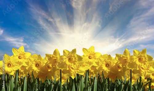 Fotomural Beautiful Bright Spring Daffodils