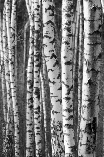 Naklejka na szybę Birch tree trunks - black and white natural background