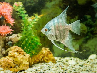 Wall Mural - fresh water fish in aquarium