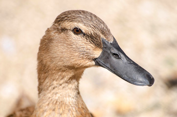 Duck