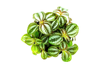 Wall Mural - Top view of small plant pot on white background.