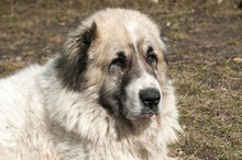 Central Asian Big White Shepherd Livestock Guardian Dog Head Closeup