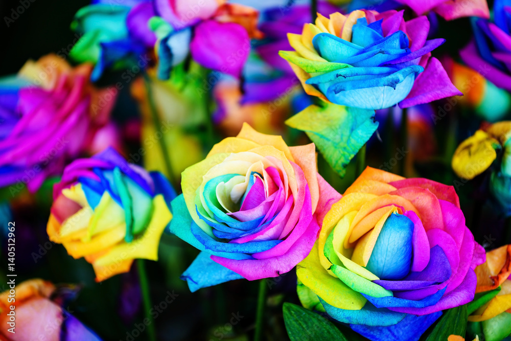 colorful rainbow roses - obrazy, fototapety, plakaty 