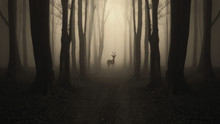 Deer Silhouette On Forest Path, Dark Surreal Landscape