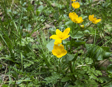 Marsh Marigold Yellow Flowers On The Grass