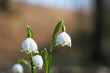 © Eike - Spring snowdrops with background