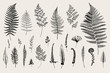 Set Ferns. Vintage vector botanical illustration. Black and white
