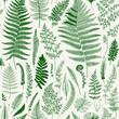 Seamless pattern. Ferns. Vintage vector botanical illustration. Green
